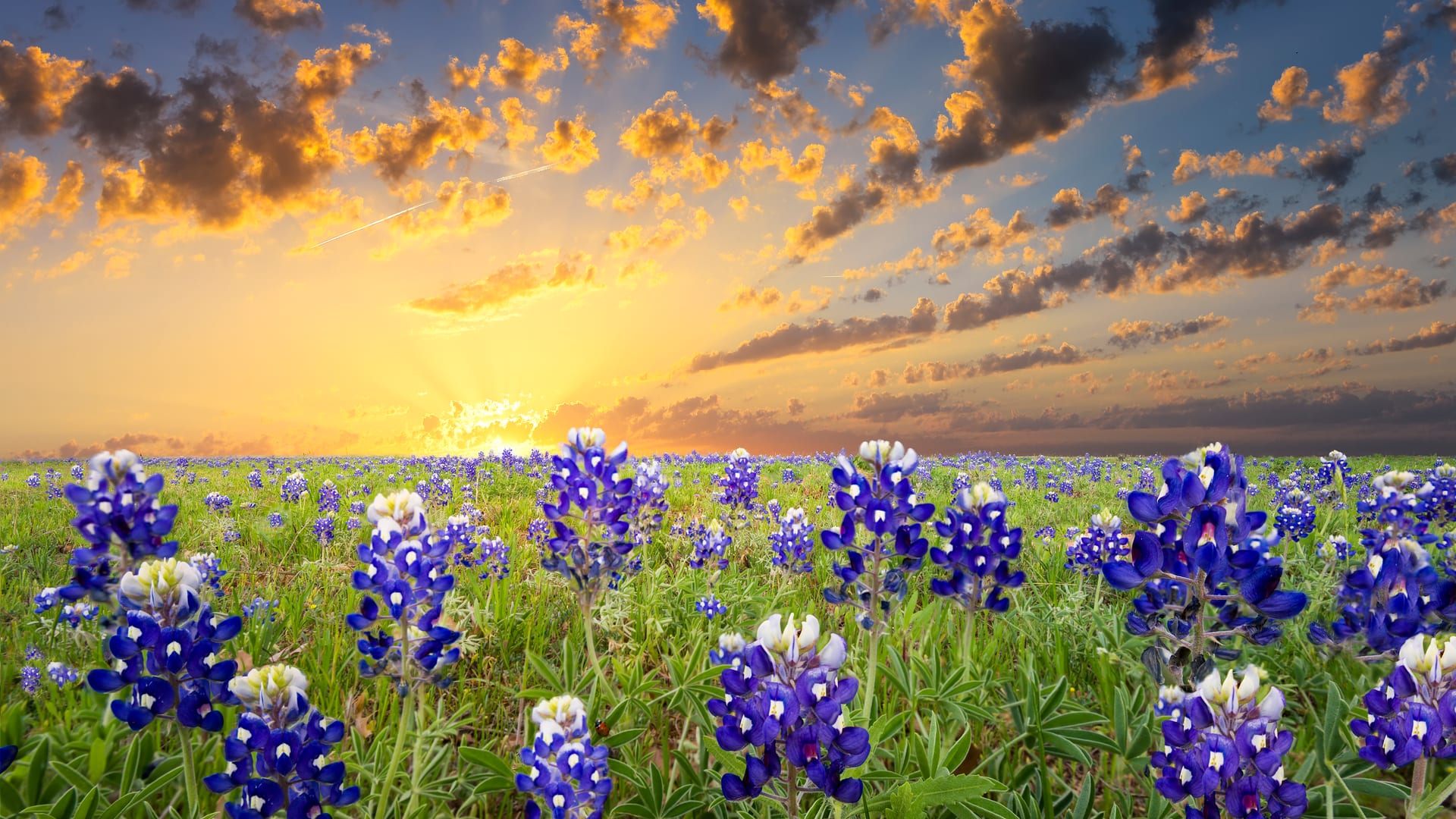 Bluebonnet Pavilion